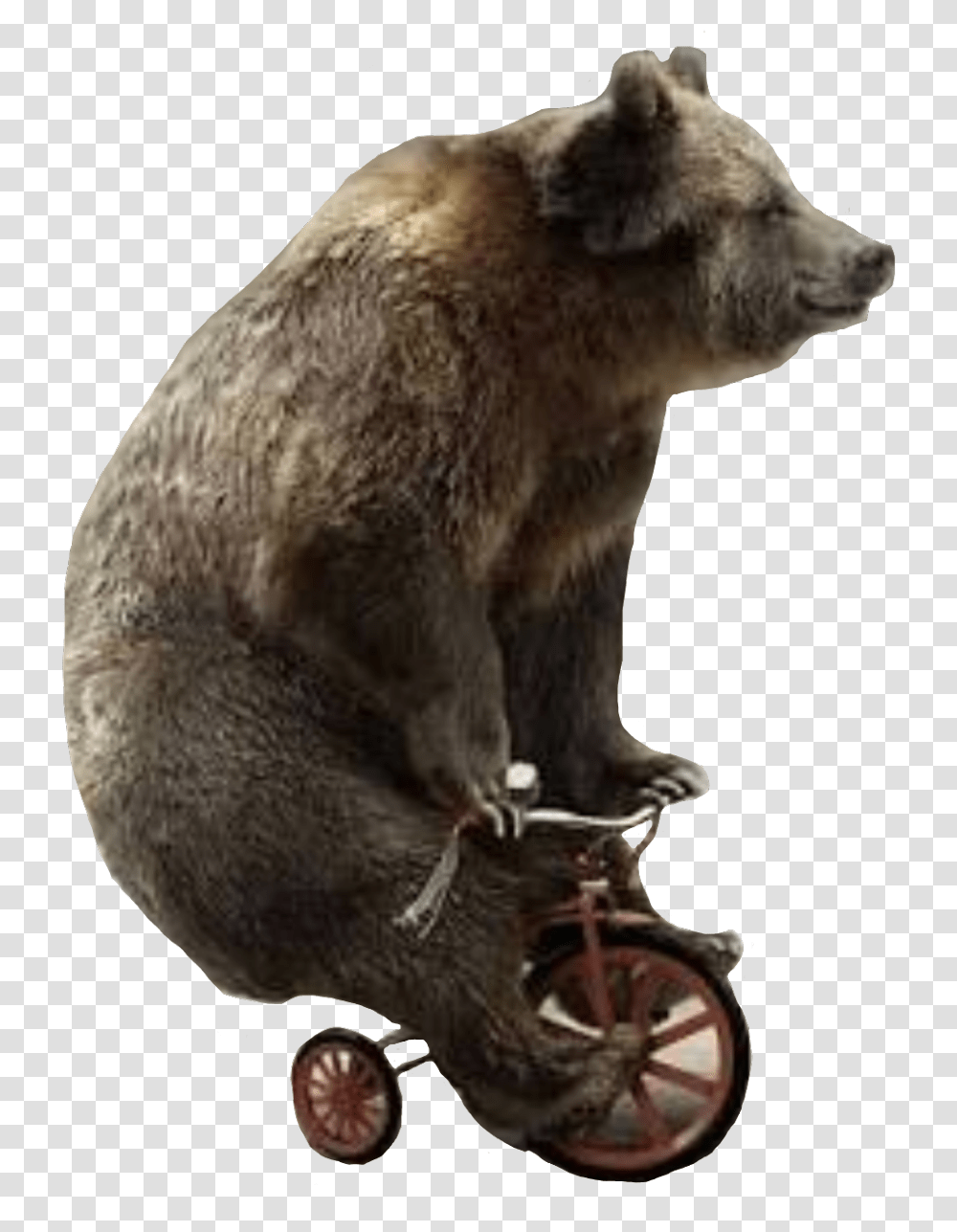 Bear Unicycle Bearonaunicycle Bear Riding Small Bike, Mammal, Animal, Wildlife Transparent Png