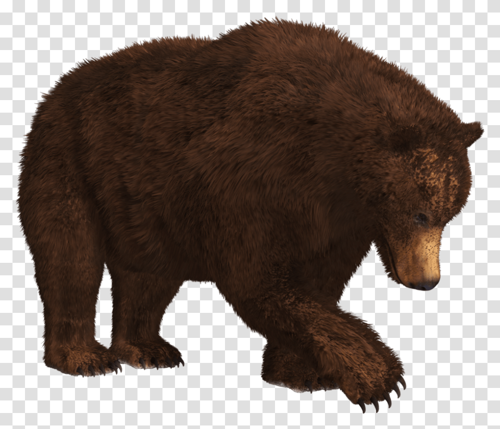 Bear, Wildlife, Mammal, Animal, Brown Bear Transparent Png
