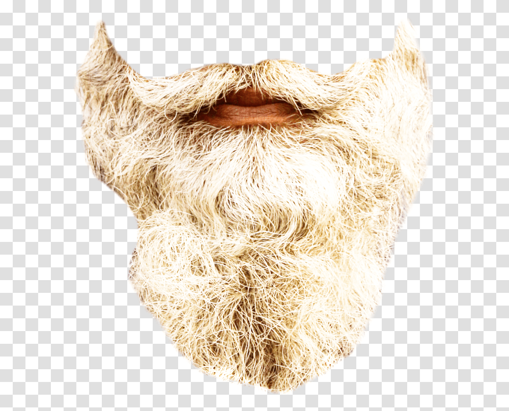 Beard Realistic Gray Long Madewithpicsart Op Courtesy Snout, Face, Mustache Transparent Png