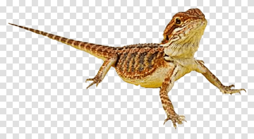 Bearded Dragon Bearded Dragons, Gecko, Lizard, Reptile, Animal Transparent Png