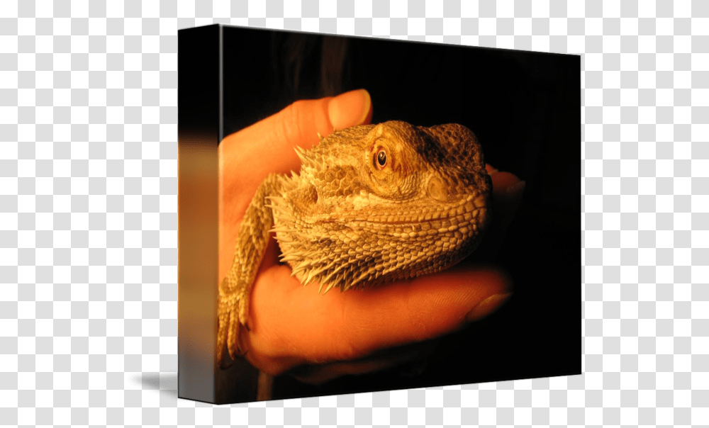 Bearded Dragon By John Vela Dragon Lizard, Iguana, Reptile, Animal, Person Transparent Png