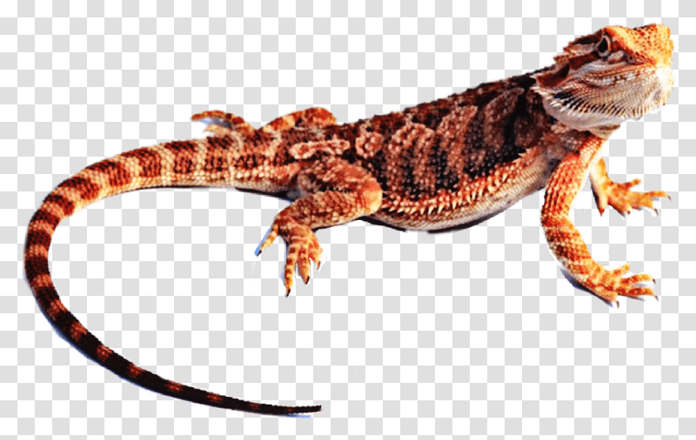 Bearded Dragon Dragon Lizard, Reptile, Animal, Salamander, Amphibian Transparent Png