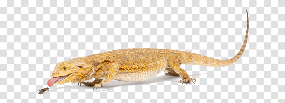 Bearded Dragon File Bearded Dragon Background, Lizard, Reptile, Animal, Gecko Transparent Png