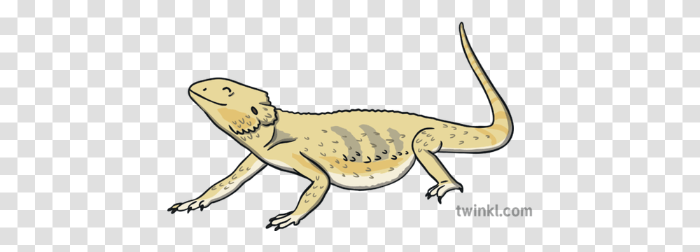 Bearded Dragon Lizard Animal Reptile Gecko, Crocodile, Alligator, Amphibian, Wildlife Transparent Png