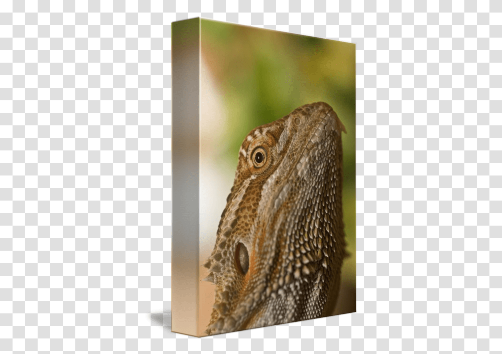 Bearded Dragon Lizard By Design Pics Dragon Lizard, Iguana, Reptile, Animal, Bird Transparent Png