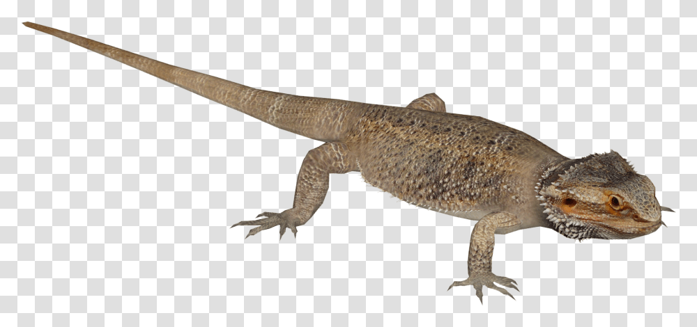 Bearded Dragon, Lizard, Reptile, Animal, Gecko Transparent Png
