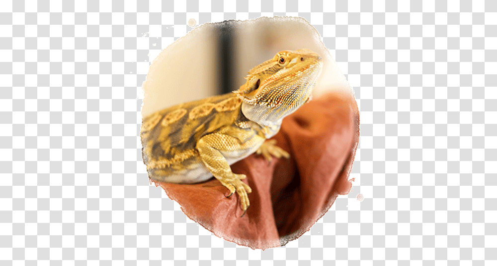 Bearded Dragon Marvelously Made School Agama, Lizard, Reptile, Animal, Gecko Transparent Png