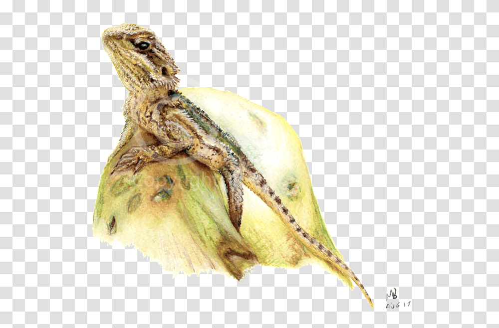 Bearded Dragon Pencil Drawing Pet Portrait Watercolor Bearded Dragon, Reptile, Animal, Lizard, Tortoise Transparent Png