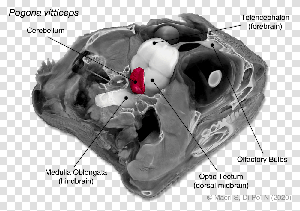 Bearded Dragon Pogona Vitticeps Lizard Brain Illustration Bearded Dragon Brain Size Transparent Png