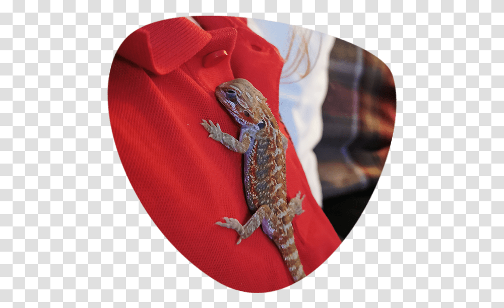 Bearded Dragon - The Wild Ark, Gecko, Lizard, Reptile, Animal Transparent Png