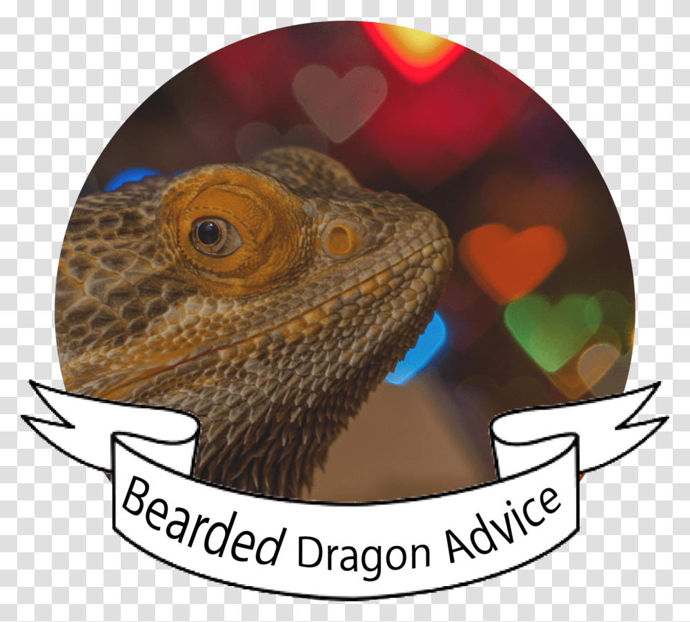 Bearded Dragons, Iguana, Lizard, Reptile, Animal Transparent Png