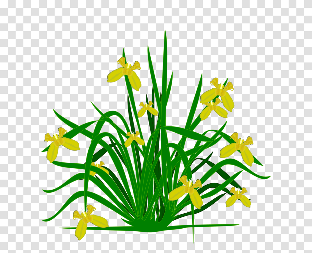 Bearded Iris Flowering Plant Plants Shrub, Blossom, Amaryllidaceae, Daffodil Transparent Png
