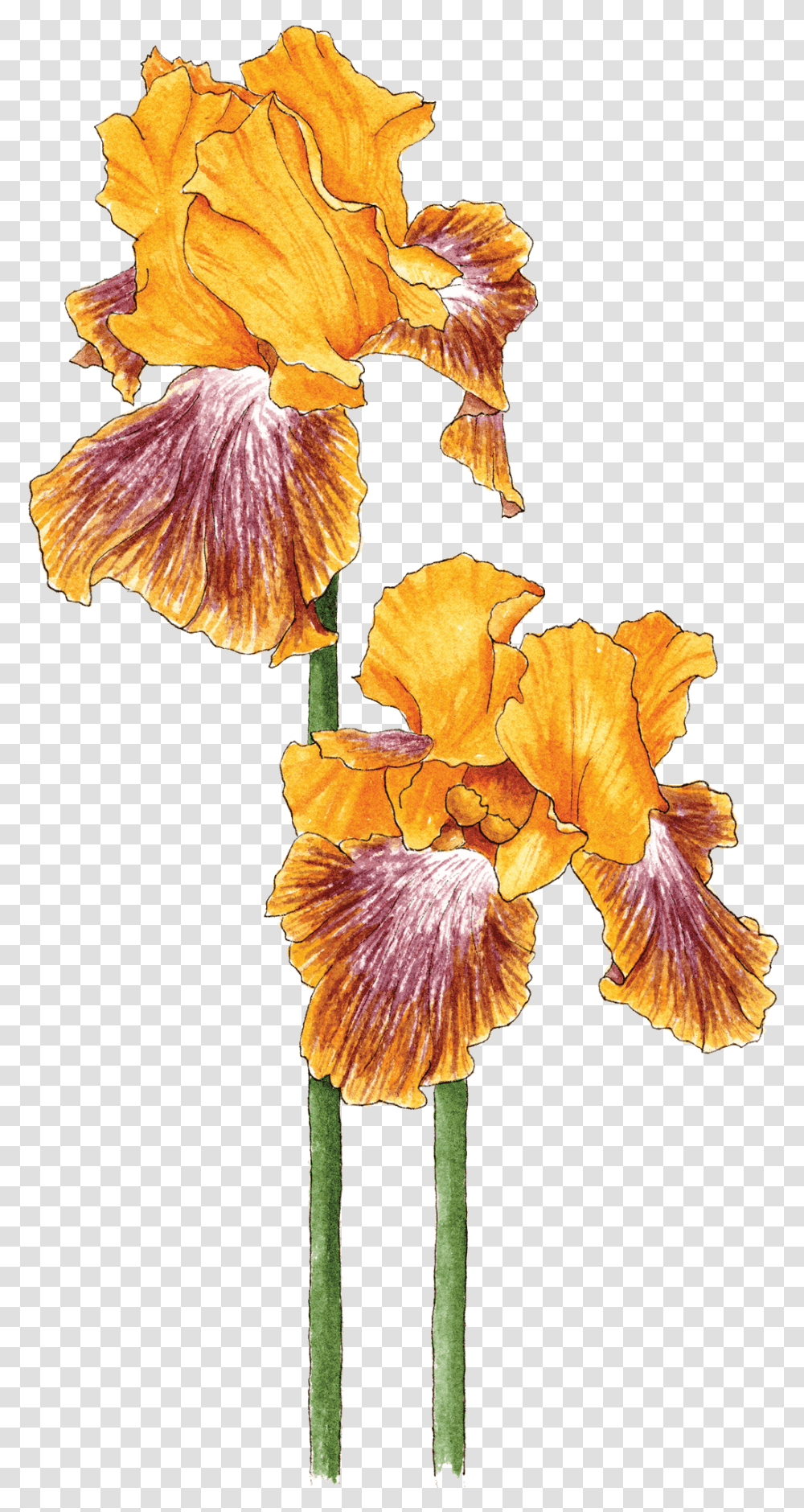 Bearded Iris Iris, Plant, Flower, Blossom, Petal Transparent Png