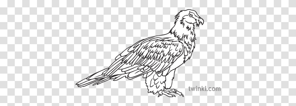 Bearded Vulture Bird Animal South Golden Eagle, Bald Eagle, Kite Bird, Flying Transparent Png