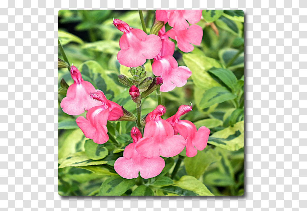 Beardtongue, Plant, Geranium, Flower, Blossom Transparent Png