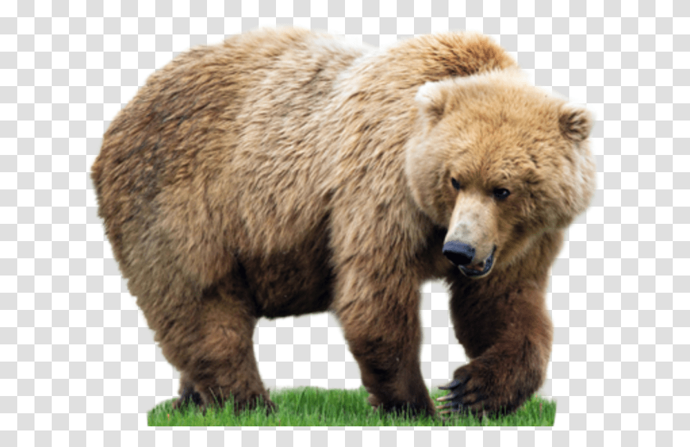 Bears Without Background Bear, Wildlife, Mammal, Animal, Brown Bear Transparent Png