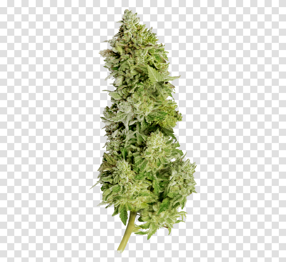 Beast Mode Auto Beast Mode Seeds, Plant, Moss, Weed, Christmas Tree Transparent Png