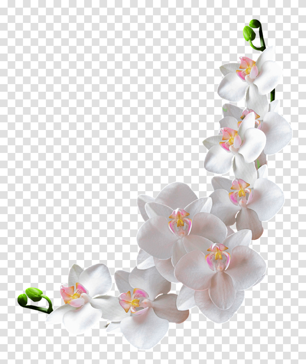 Beautiful And Elegant Bunch Of Orchids Free, Plant, Flower, Flower Arrangement, Wedding Cake Transparent Png