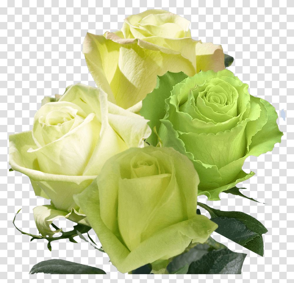 Beautiful Assorted Green Roses, Plant, Flower, Blossom, Flower Bouquet Transparent Png