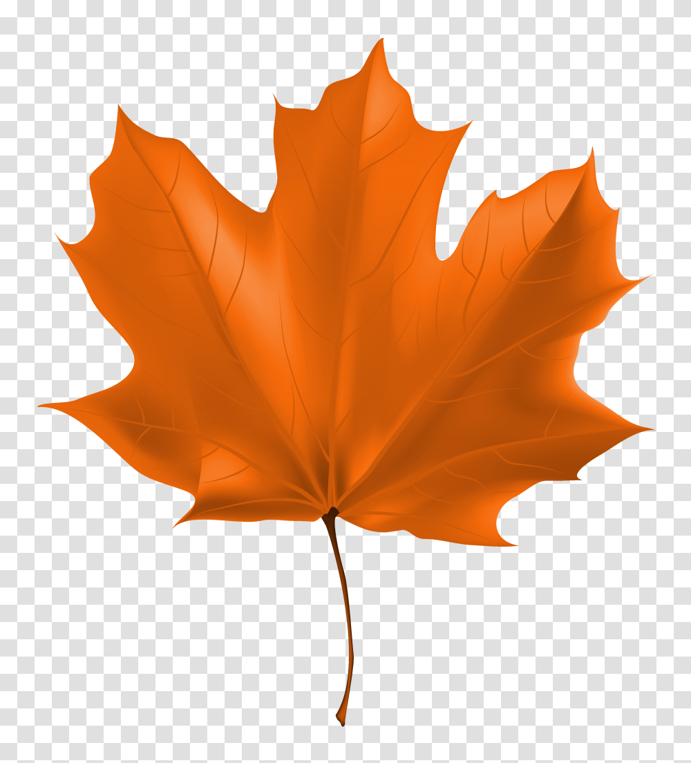 Beautiful Autumn Leaf Clipart, Plant, Tree, Maple, Maple Leaf Transparent Png