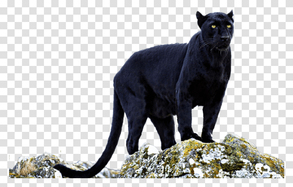 Beautiful Black Panther Eyes Wild Animal Claws Black Panther Standing Animal, Wildlife, Mammal, Jaguar, Leopard Transparent Png
