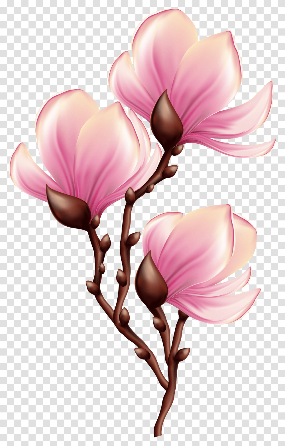 Beautiful Blooming Branch Transparent Png