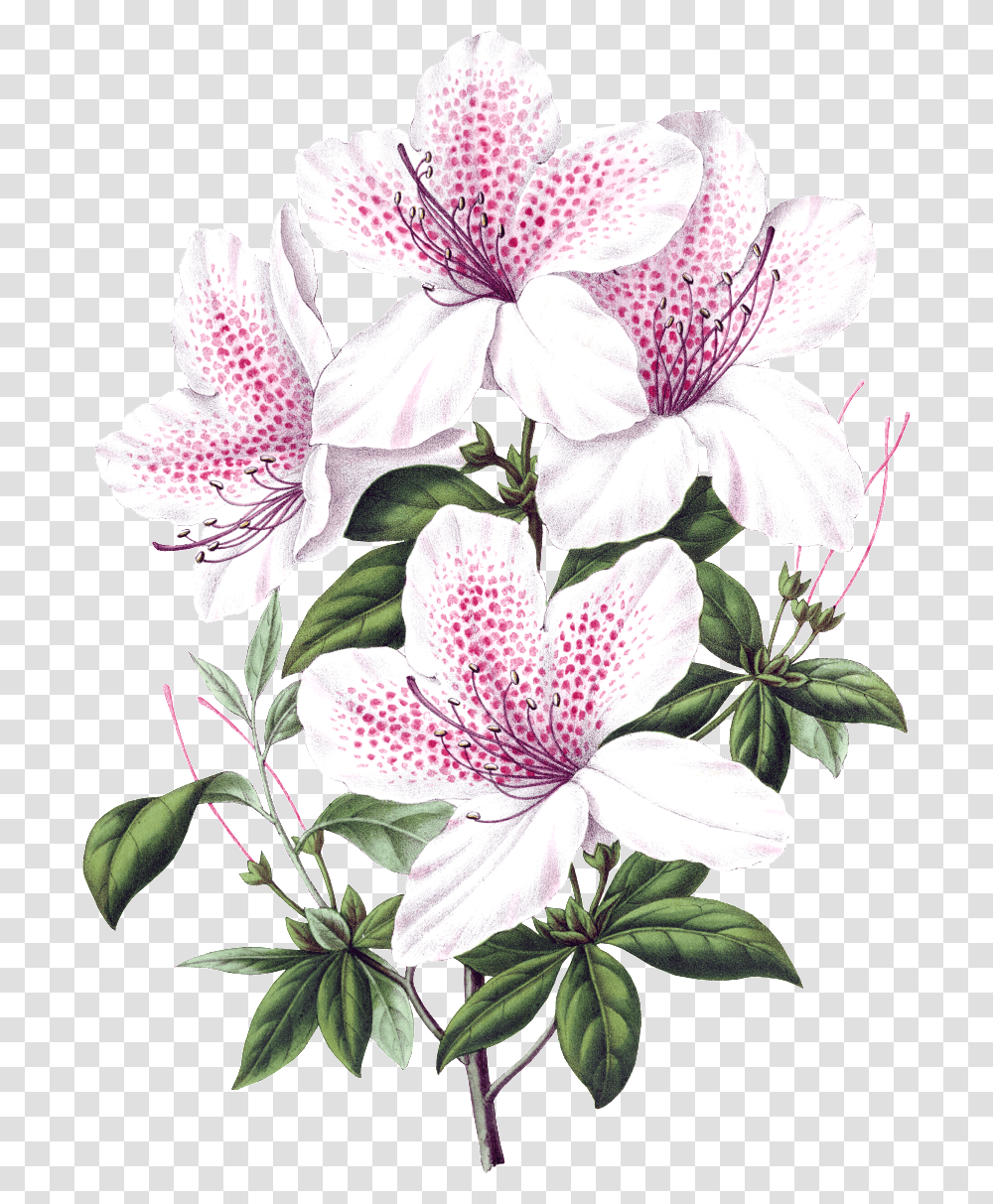 Beautiful Blooming Lily Flowers Scientific Illustration Flowers, Plant, Geranium, Petal, Pollen Transparent Png