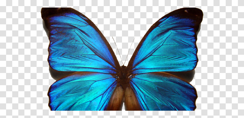 Beautiful Blue Morpho Butterfly, Insect, Invertebrate, Animal, Monarch Transparent Png