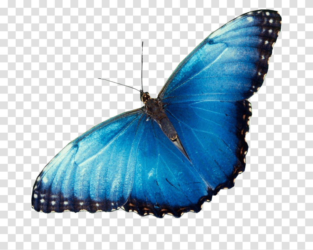 Beautiful Butterflies, Insect, Invertebrate, Animal, Butterfly Transparent Png