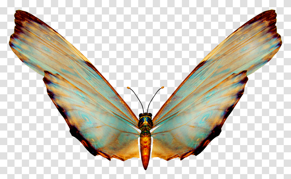 Beautiful Butterfly, Bird, Animal, Insect, Invertebrate Transparent Png
