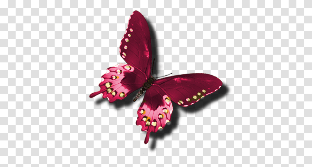 Beautiful Butterfly Clip Art, Insect, Invertebrate, Animal, Pattern Transparent Png