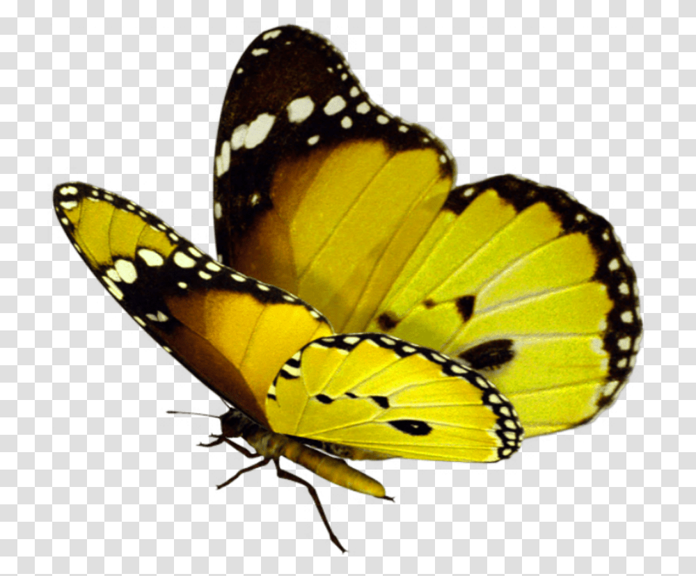 Beautiful Butterfly Real Background Butterfly, Insect, Invertebrate, Animal, Monarch Transparent Png