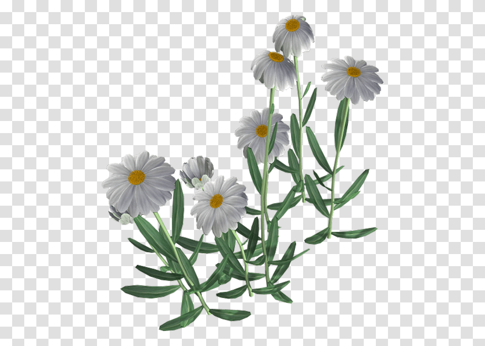 Beautiful Camomile Flower Manzanilla Watercolor, Plant, Daisy, Daisies, Petal Transparent Png