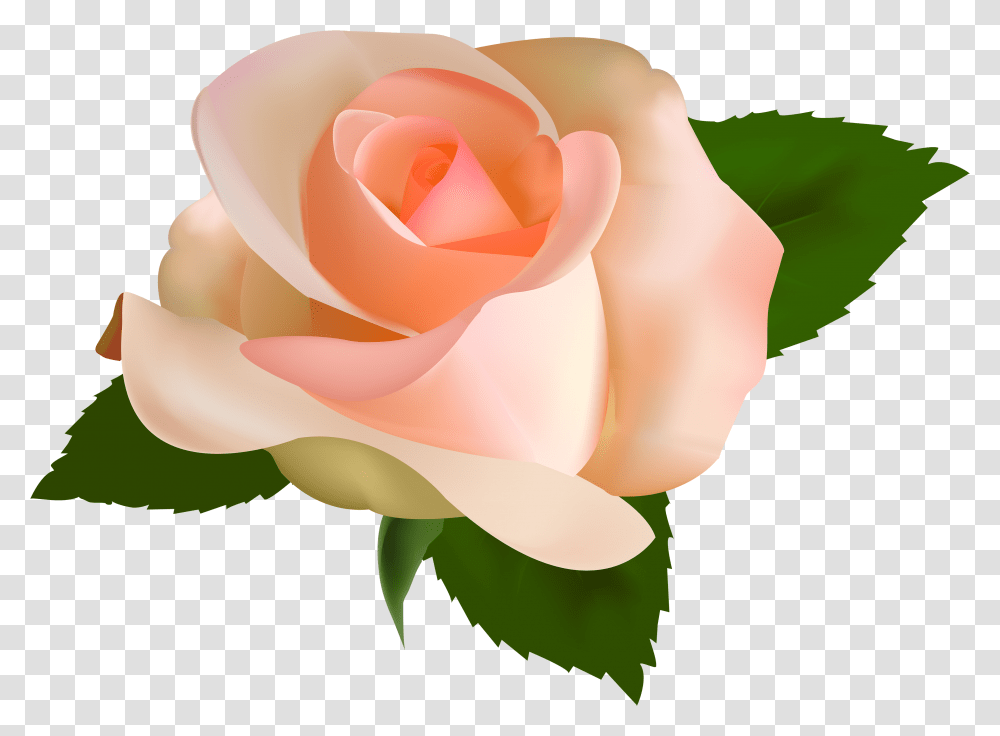 Beautiful Clipart Peach Rose Peach Rose Clip Art, Flower, Plant, Blossom, Petal Transparent Png