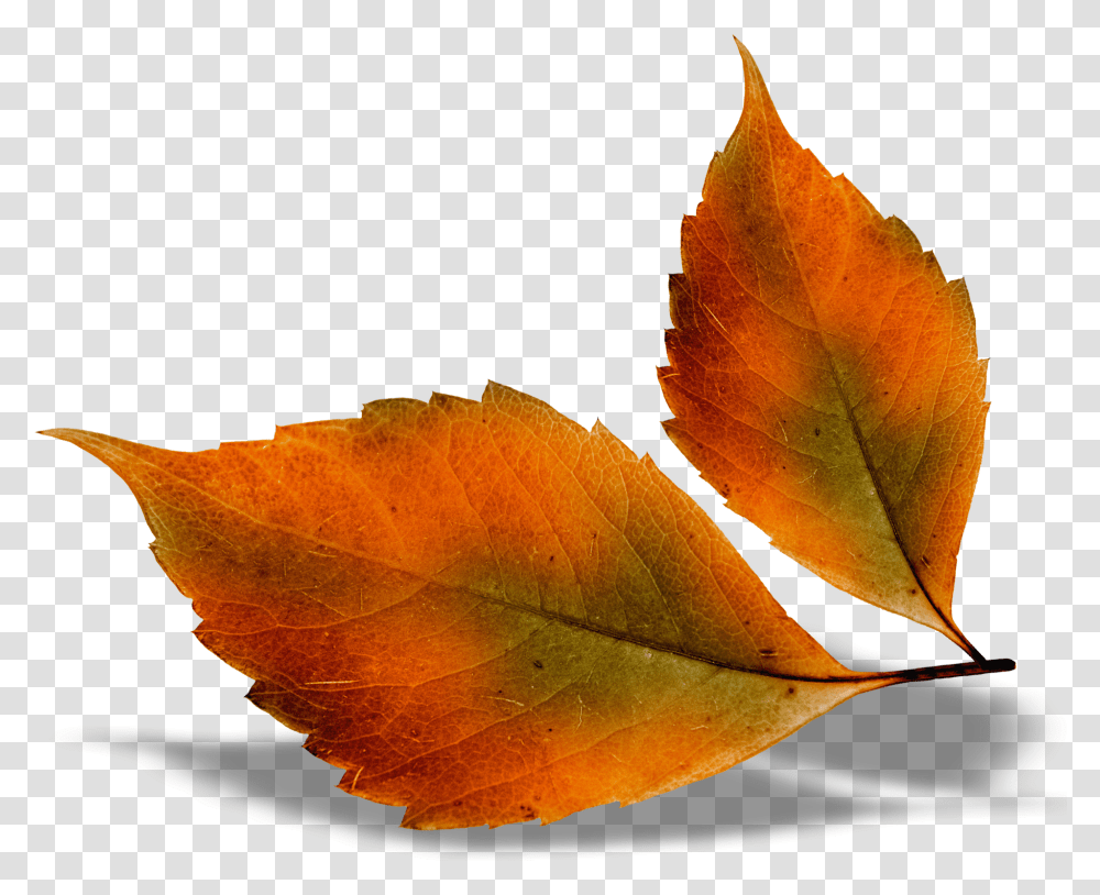 Beautiful Fall Leaves Picture Autumn Leaves, Leaf, Plant, Veins, Tree Transparent Png