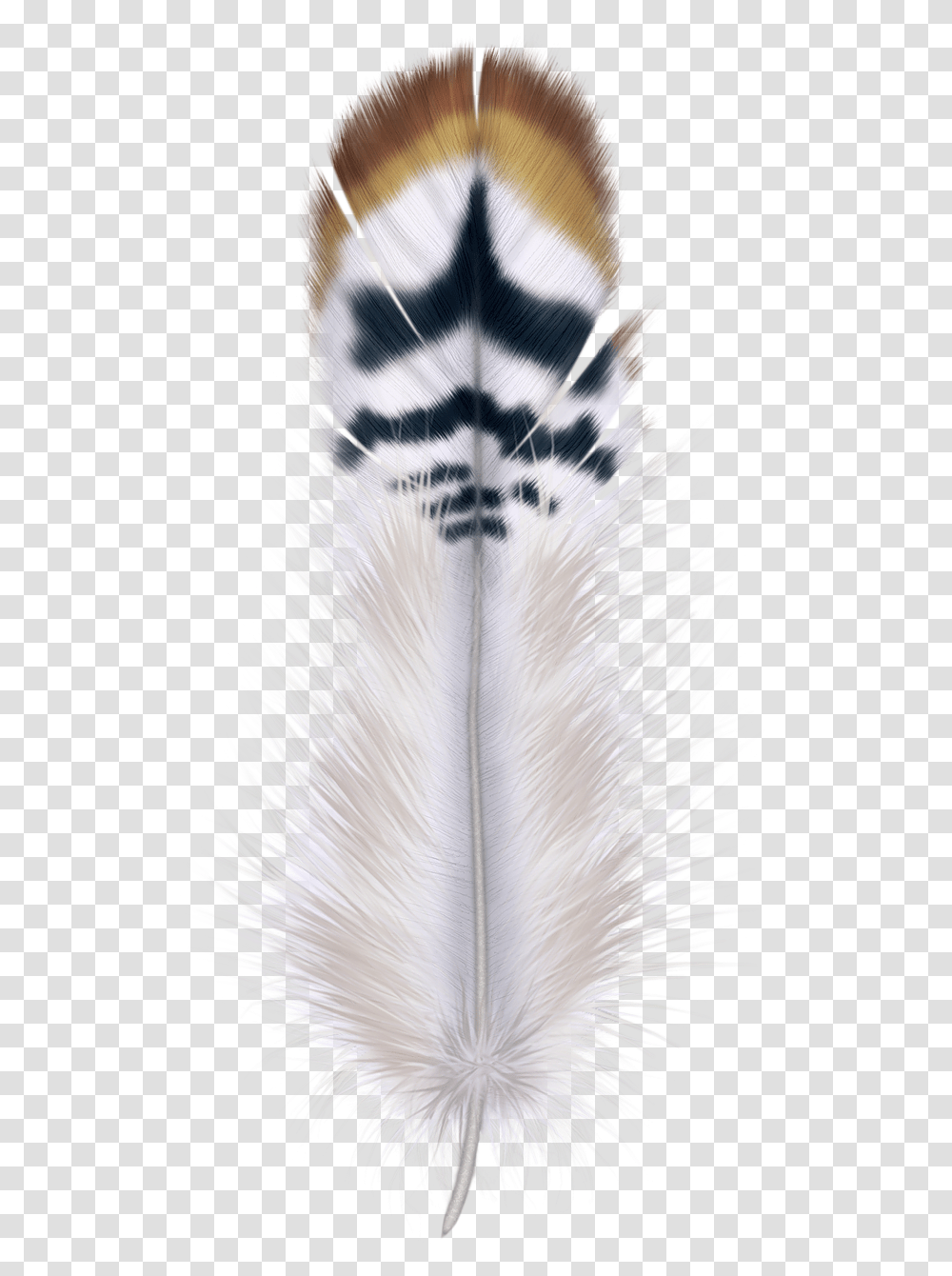 Beautiful Feathers On Background, Water, Bird Transparent Png