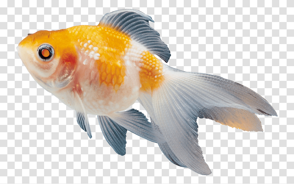 Beautiful Fish Clipart Colour Fish Images, Goldfish, Animal, Bird Transparent Png