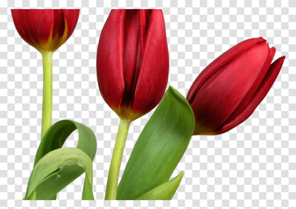 Beautiful Flower In Good Morning, Plant, Blossom, Tulip Transparent Png