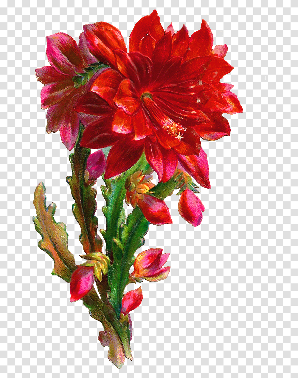 Beautiful Flower, Plant, Blossom, Geranium, Flower Arrangement Transparent Png