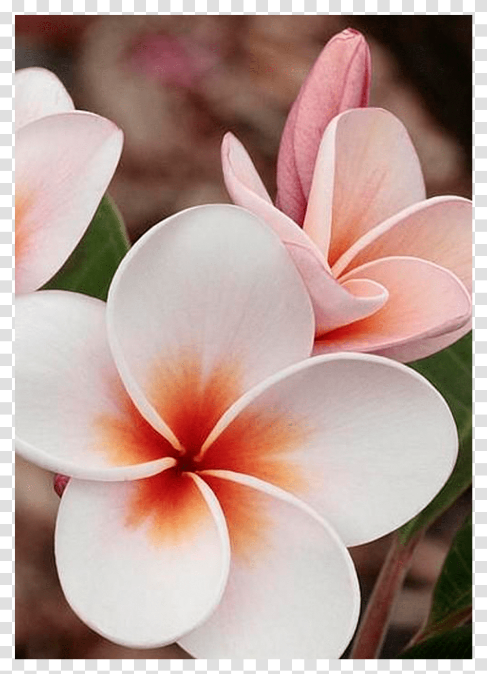 Beautiful Flowers In Nicaragua, Petal, Plant, Blossom, Geranium Transparent Png