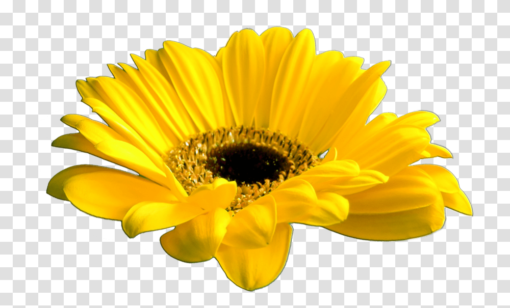 Beautiful Flowers Various Pictures Yellow Floral Gif, Plant, Blossom, Daisy, Daisies Transparent Png