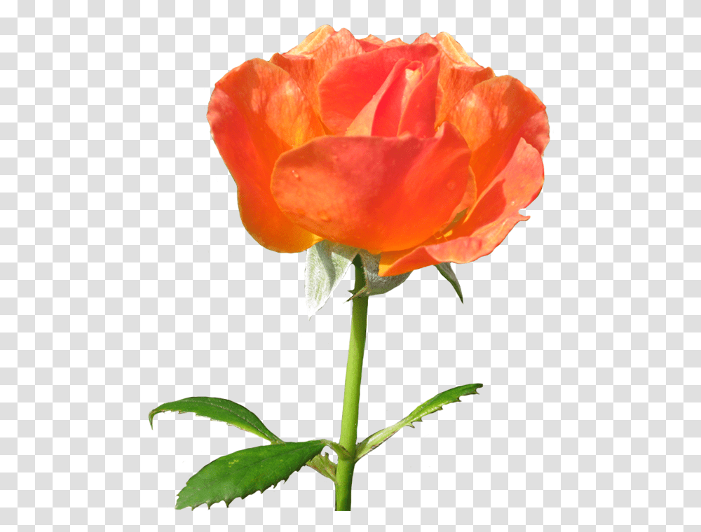 Beautiful Free Rose Clipart Garden Roses, Flower, Plant, Blossom, Petal Transparent Png