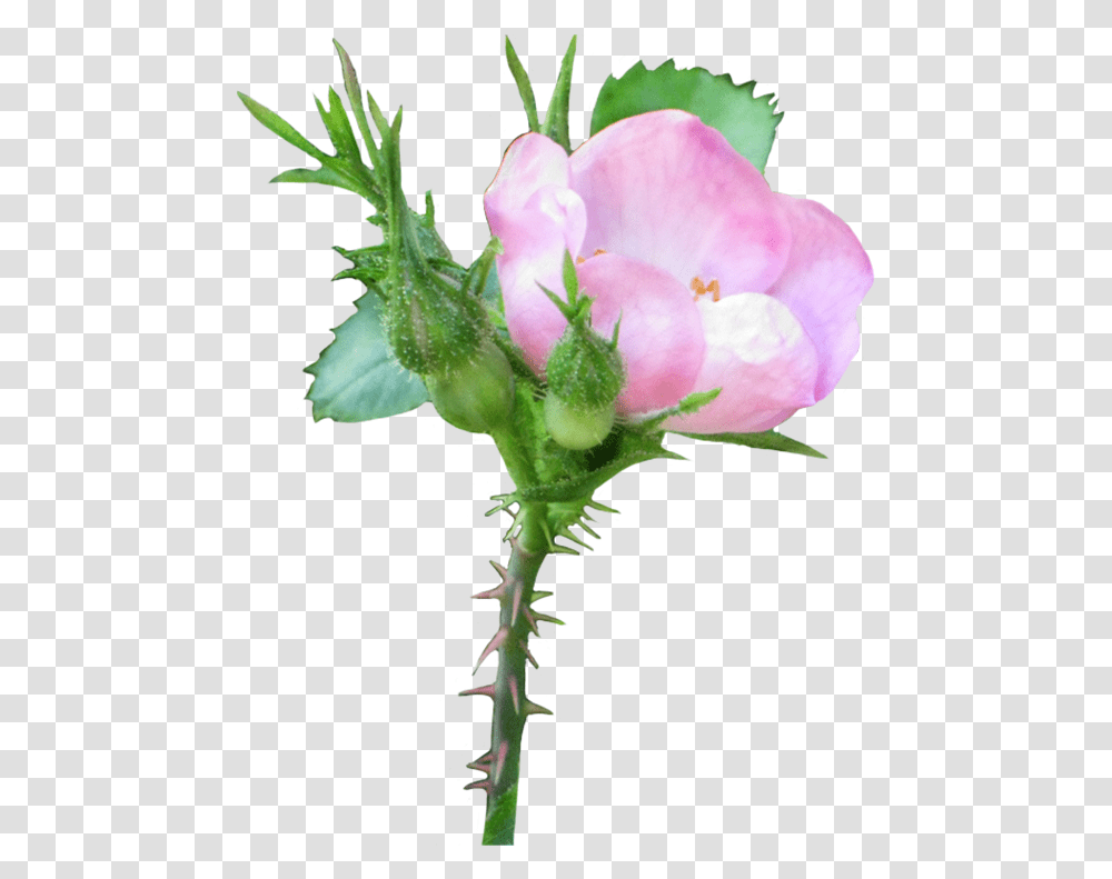 Beautiful Free Rose Clipart Growing Flower No Background, Geranium, Plant, Blossom, Bud Transparent Png