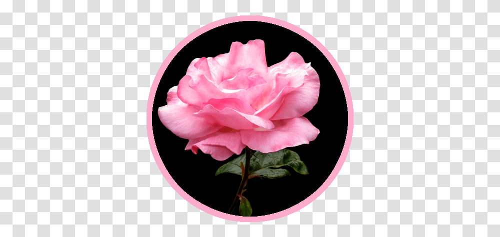 Beautiful Free Rose Clipart Rose Black And Pink Background, Flower, Plant, Blossom, Petal Transparent Png