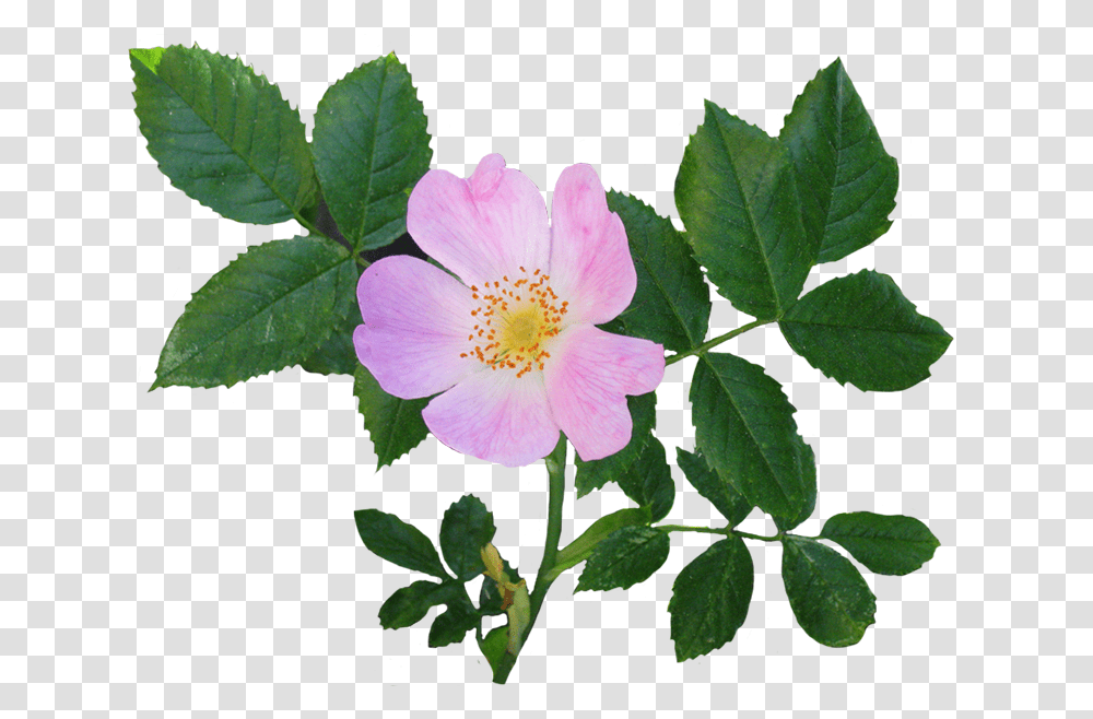 Beautiful Free Rose Clipart Wild Rose, Leaf, Plant, Flower, Blossom Transparent Png