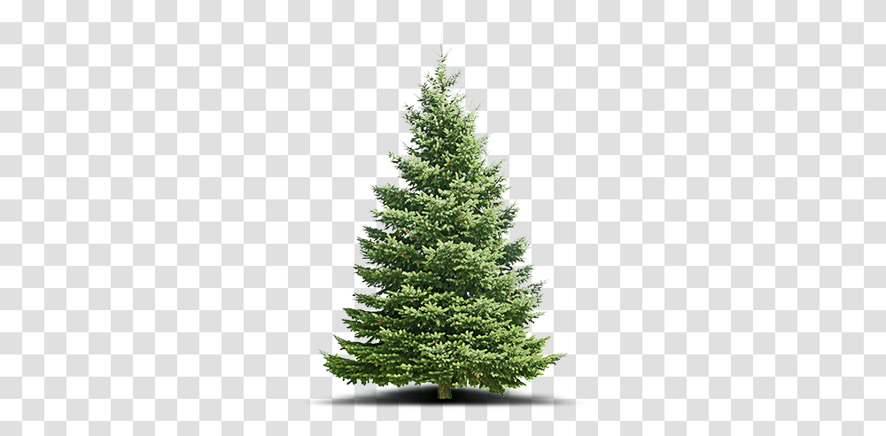 Beautiful Fresh Christmas Trees Cackler Farms Delaware Oh Real Christmas Tree, Ornament, Plant, Pine, Fir Transparent Png