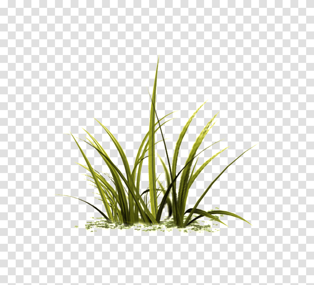 Beautiful Grass Free Download Vector, Plant, Lawn, Agropyron, Vegetation Transparent Png