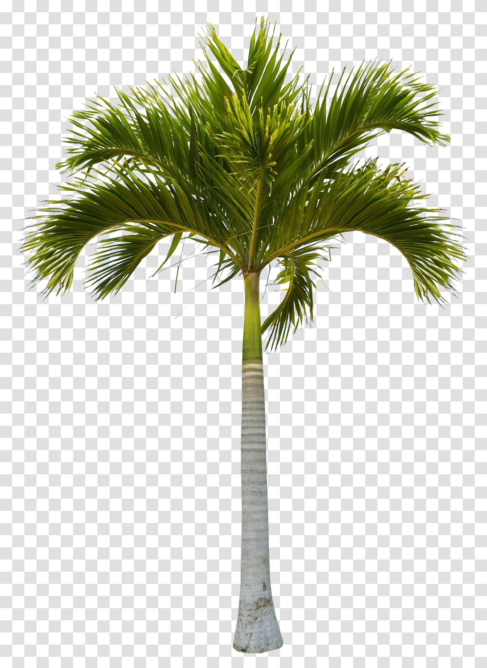 Beautiful Green Coconut Tree Trees Free Hq Image Clipart Coconut Tree Trunk Transparent Png