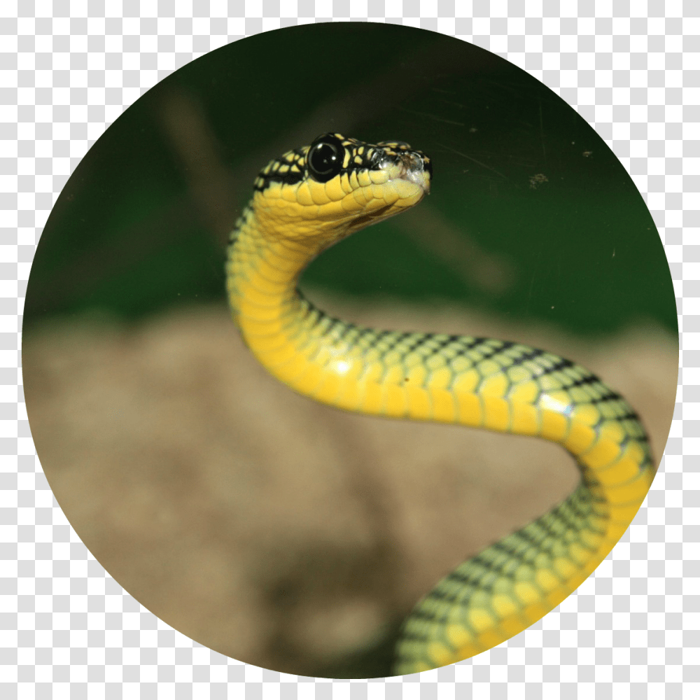 Beautiful Green Wild Snake Wallpaper Download High Resolution Images Snake, Reptile, Animal, Cobra Transparent Png