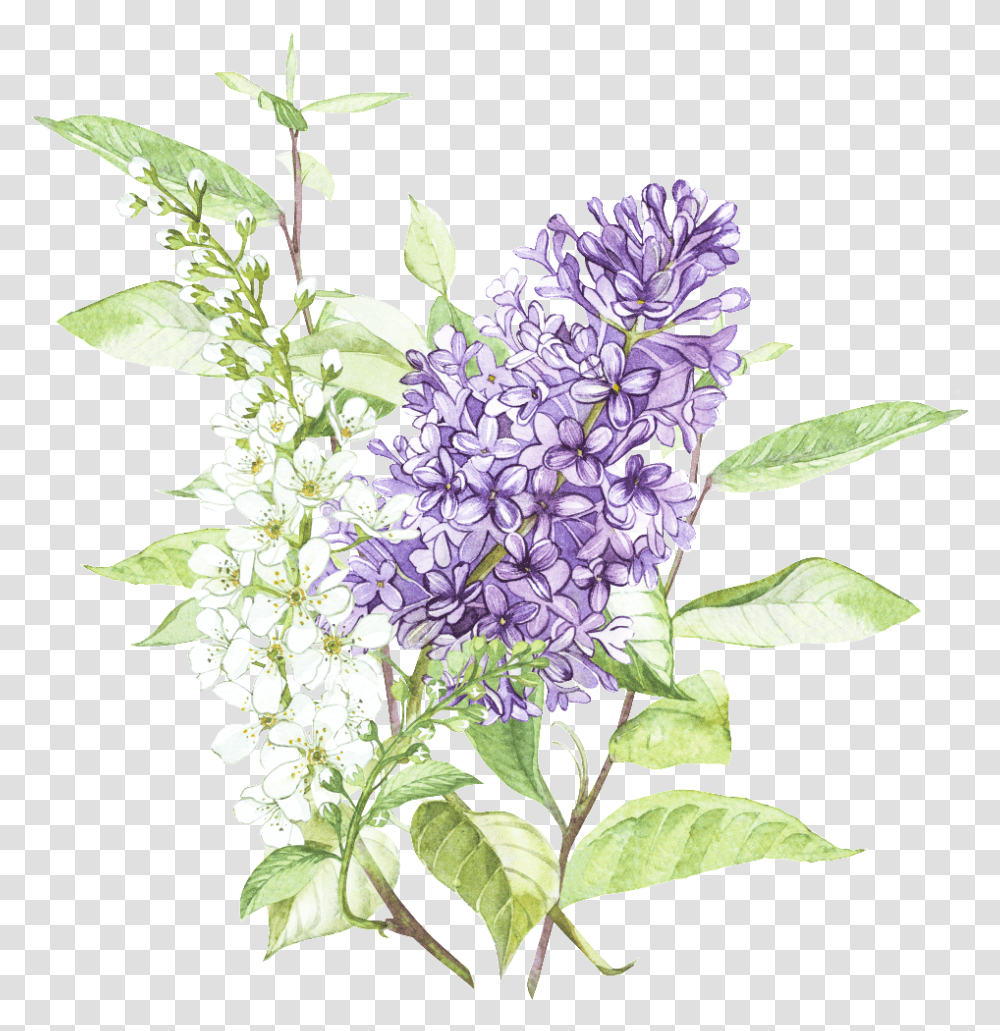 Beautiful Hand Painted Wisteria Flower Lilac Flower Painting, Plant, Blossom, Acanthaceae Transparent Png